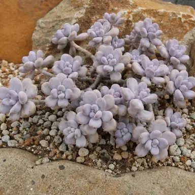 Moonstones — Growth form