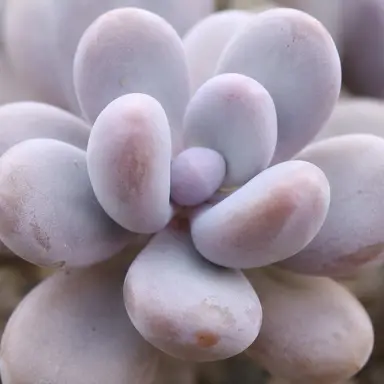 Moonstones — Leaf detail