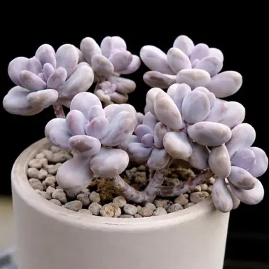 Moonstones — Whole plant