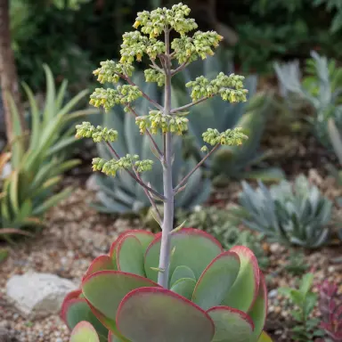 Paddle Plant — Flowers