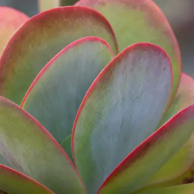 Paddle Plant — Leaf detail