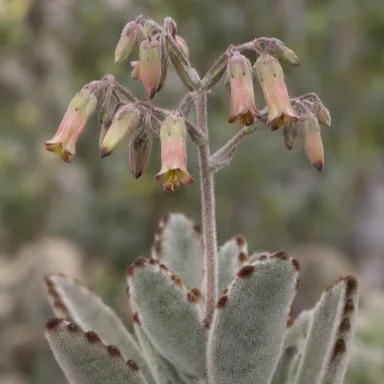 Panda Plant — Flowers