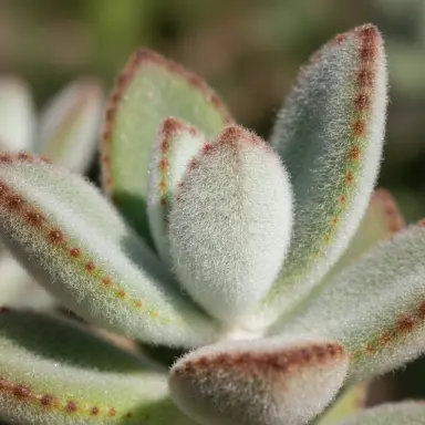 Panda Plant — Leaf detail