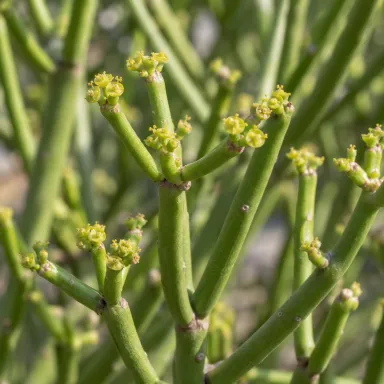 Pencil Cactus — Flowers