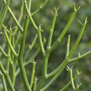 Pencil Cactus — Leaf detail