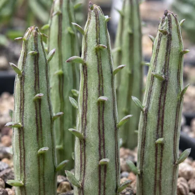 Pickle Plant — Leaf detail