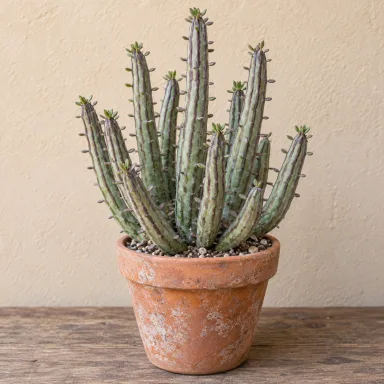 Pickle Plant — Whole plant
