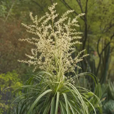 Ponytail Palm — Flowers