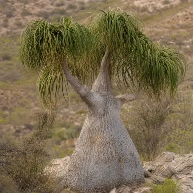 Ponytail Palm — Growth form