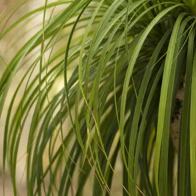 Ponytail Palm — Leaf detail