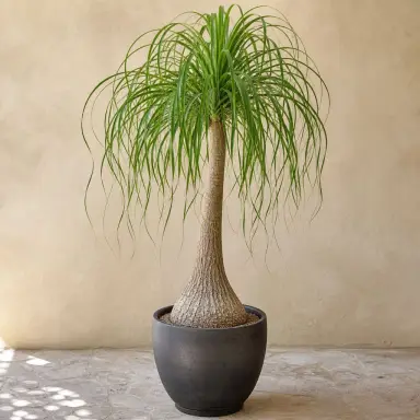 Ponytail Palm — Whole plant