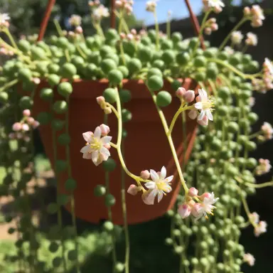 String of Pearls — Flowers