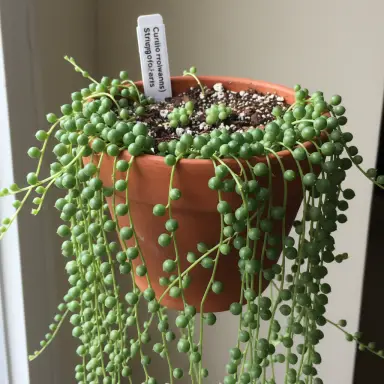 String of Pearls — Growth form