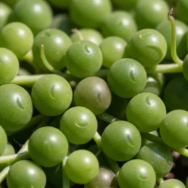 String of Pearls — Leaf detail