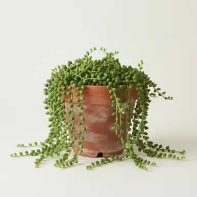 String of Pearls — Whole plant