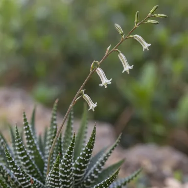 Zebra Plant — Flowers