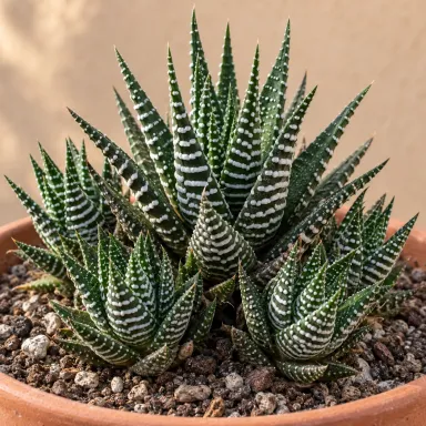 Zebra Plant — Growth form