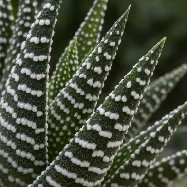 Zebra Plant — Leaf detail