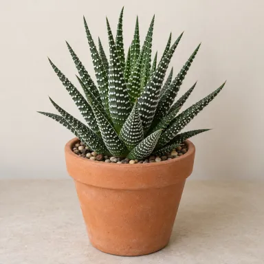 Zebra Plant — Whole plant